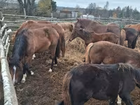 Pferde (Partie, Geschlecht nicht angegeben), Horse breed — Foto 8