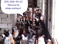 Chickens — foto 8