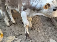 Bulle, Swiss cattle — Foto 4