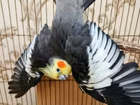 Qefessiz 60anat Nimfa (Cockatiel) cütü Məhsulun tərkibi: - 2 ədəd — الصورة 1
