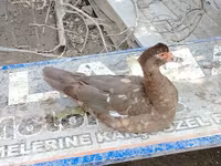 pato criollo doméstico — foto 4