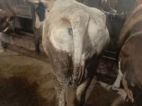 Kuh, Simmental cattle — Foto 2
