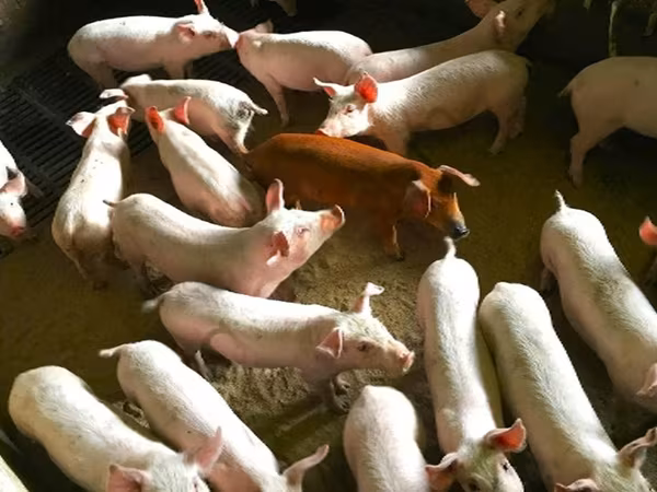 公猪, Pigs