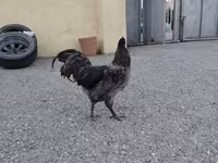 Australorp — 3-rasm