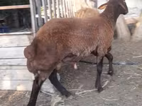 भेड़, Blackheaded Persian sheep — फ़ोटो 3