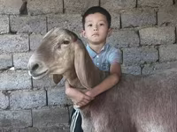 Widder, Arashan sheep — Foto 2