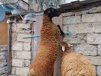 Widder, Blackheaded Persian sheep — Foto 1
