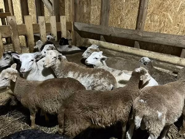 Carnero, Katum sheep