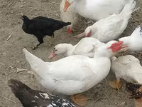 Chickens — الصورة 4