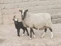 母羊, Romanov sheep — 照片 3