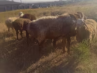 Widder, Arashan sheep — Foto 3