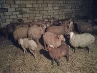 Ovejas (lote, sexo no especificado), Ovejas — foto 1