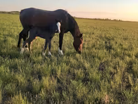 فرس, Kazakh horse — الصورة 1