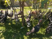 Turkeys — फ़ोटो 2