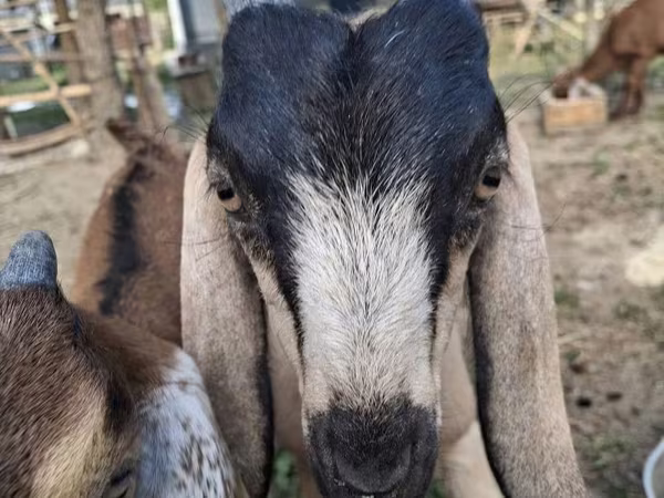 Ziege, Nubian Goat
