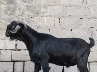 Billy Goat, Anatolian Black goats — photo 2