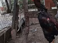 Chickens — फ़ोटो 2