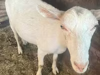 Ziege, Saanen goat — Foto 1