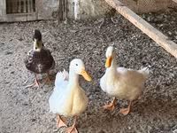 Ducks — Foto 4