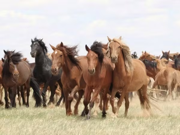 Stute, Horse breed