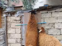 Widder, Blackheaded Persian sheep — Foto 2
