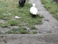 Ducks — Foto 2