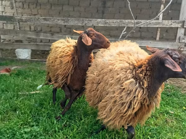 Oveja, Ovejas