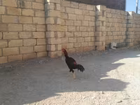 Chickens — फ़ोटो 1