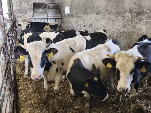 ثور, Russian Black pied cattle