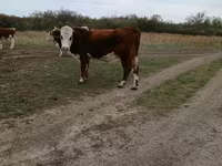 Bulle, Simmental cattle — Foto 2