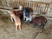 Cabra, Cabras — foto 2