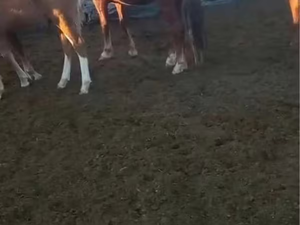 Aygʻir, Kazakh horse
