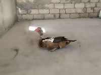 Hausente — Foto 3