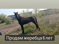Hengst, Altai horse — Foto 7