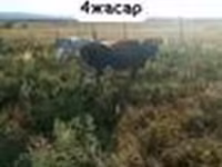 Сиыр, Latvian Blue cattle — 2-сурет