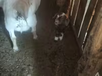 Goat, Goats — photo 4