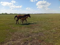 Кобила, Kinsky horse — фото 4