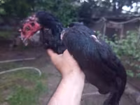 Chickens — foto 4