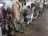母牛, Cattle — 照片 1