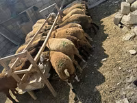 Ovejas (lote, sexo no especificado), Ovejas — foto 5