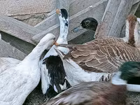Ducks — 3-сурет