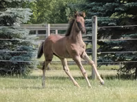 At, Rocky Mountain Horse — foto 4