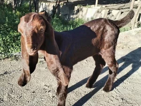 Goat, Kamori goats