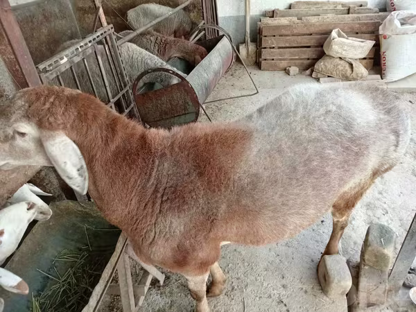 كبش, Arashan sheep