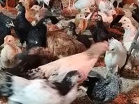Chickens — Foto 7