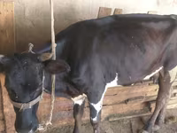 Sigir, Russian Black pied cattle — 1-rasm