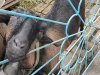 Cabra, Cabras — foto 2