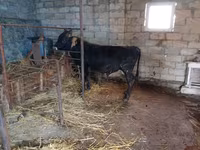Toro, Ganado vacuno — foto 3