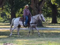 حصان, Appaloosa — الصورة 5