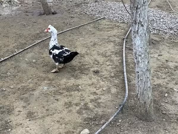 Ducks